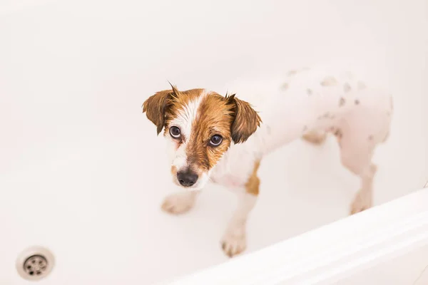Anjing kecil lucu basah basah di bak mandi melihat kamera. whit — Stok Foto
