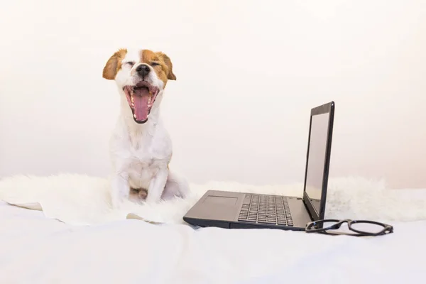 Anjing kecil lucu bekerja pada laptop di rumah dan merasa lelah — Stok Foto