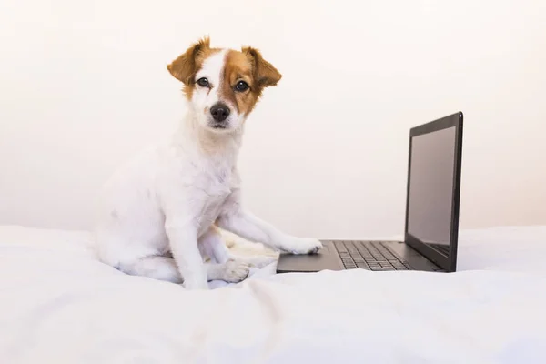 Anjing kecil yang lucu bekerja pada laptop di rumah. Kamar tidur. Di dalam ruangan — Stok Foto