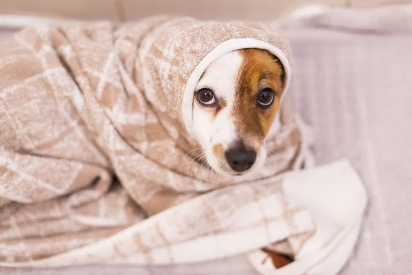 Imut anjing kecil mendapatkan kering dengan handuk di kamar mandi — Stok Foto