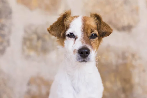 Portrait d'un petit chien mignon sur fond de pierre. L'amour — Photo