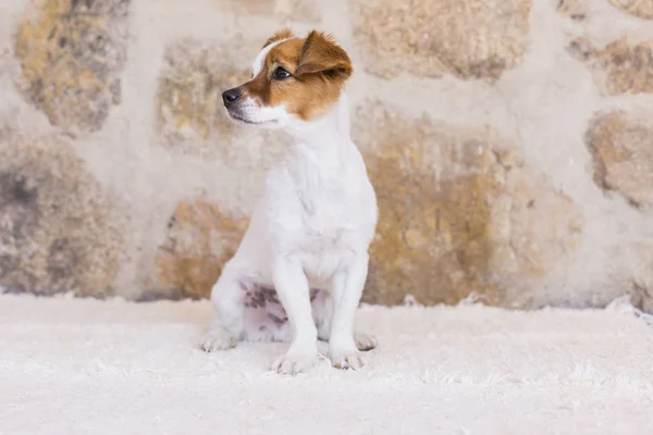 Potret seekor anjing kecil yang lucu diatas batu latar belakang. Cinta — Stok Foto