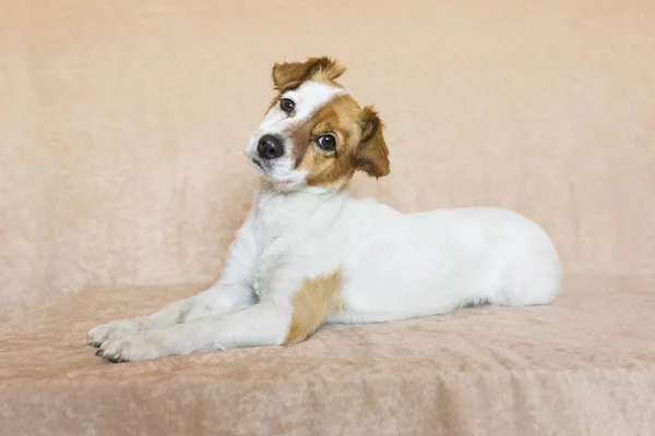 Portrait d'un petit chien mignon sur fond brun. Amour f Photo De Stock