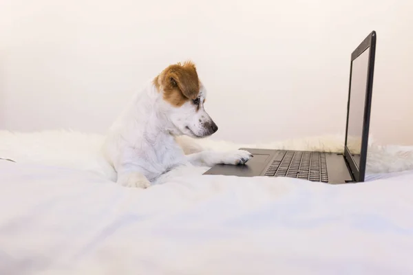 Anjing kecil yang lucu bekerja pada laptop di rumah. Kamar tidur. Di dalam ruangan Stok Foto