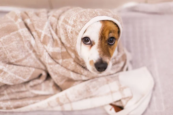 Bonito lindo pequeno cão ficando seco com uma toalha no banheiro Fotografias De Stock Royalty-Free
