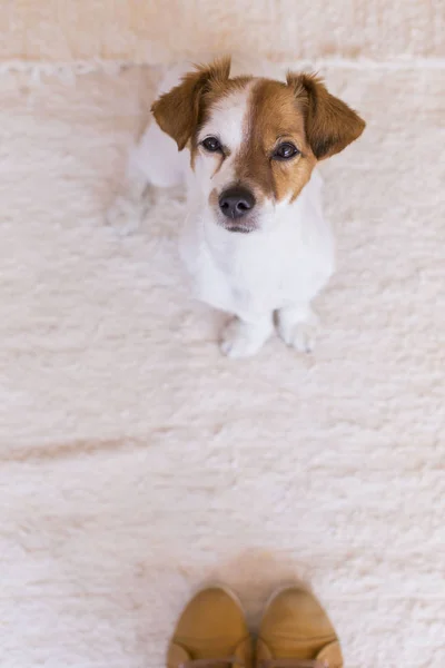 Симпатичная молодая собака, смотрящая в камеру, рядом с ногами своих хозяев Т Стоковое Фото