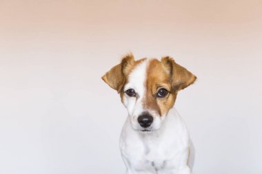 sevimli genç küçük köpek portre kadar üzerinde beyaz adam kapatın
