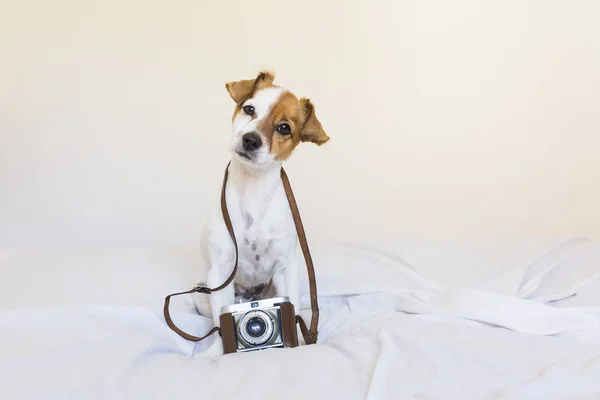 Portrait of a cute young small dog over with a vintage camera. S — Stock Photo, Image