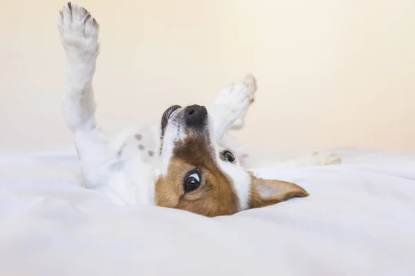 Niedlicher junger Hund, der auf weißem Hintergrund spielt und die — Stockfoto