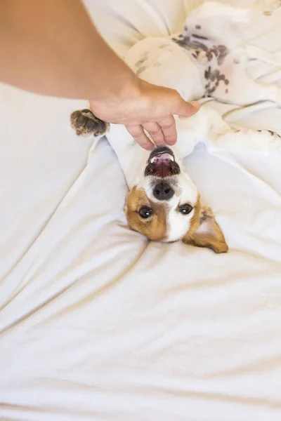 Tangan wanita bermain dengan anjing kecil yang lucu di tempat tidur. bac putih — Stok Foto
