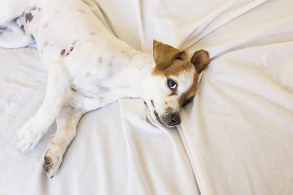 Potret seekor anjing kecil yang lucu sedang tidur di tempat tidur. Backg putih — Stok Foto
