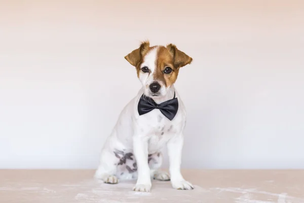 sevimli genç köpek bir papyon giyiyor ve arıyorum bana yardımcı olanvarmı beyaz arka plan üzerinde
