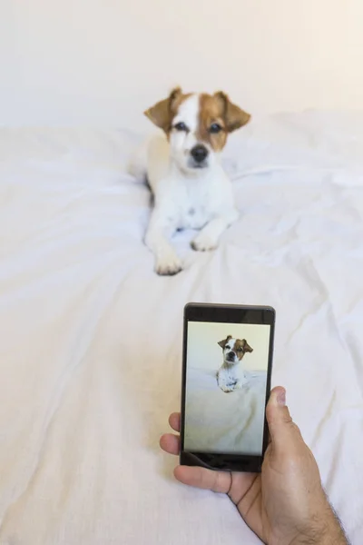 Man hands taking a picture with a mobile phone of a cute young l — Stock Photo, Image