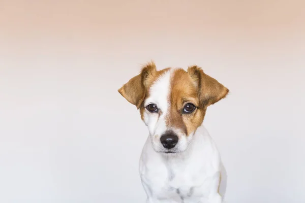 Close up portrait of a cute young small dog over white backgroun — Stok Foto