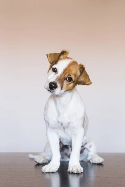 Portrait d'un jeune chien mignon sur fond blanc regardant th — Photo