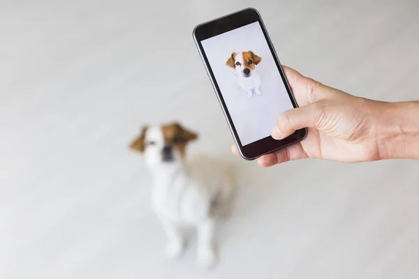Kadın el ile sevimli bir küçük bir fotoğraf çekici mobil akıllı telefon