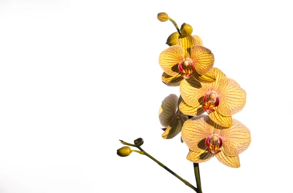 Orchidee e romanticismo su bianco — Foto Stock