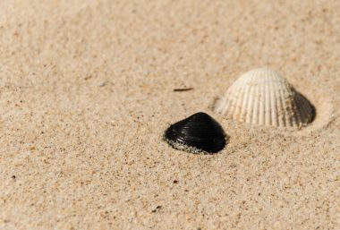 Kumsalda deniz kabukları