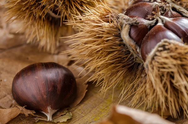 kestane ve sonbahar duygu