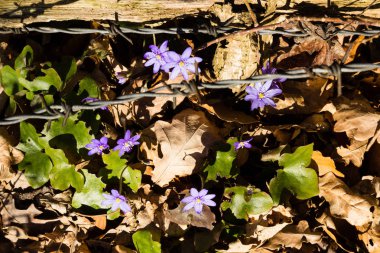 Liverleaf dikenli tel