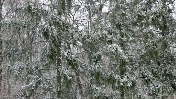 Śnieg w lesie jodła — Wideo stockowe