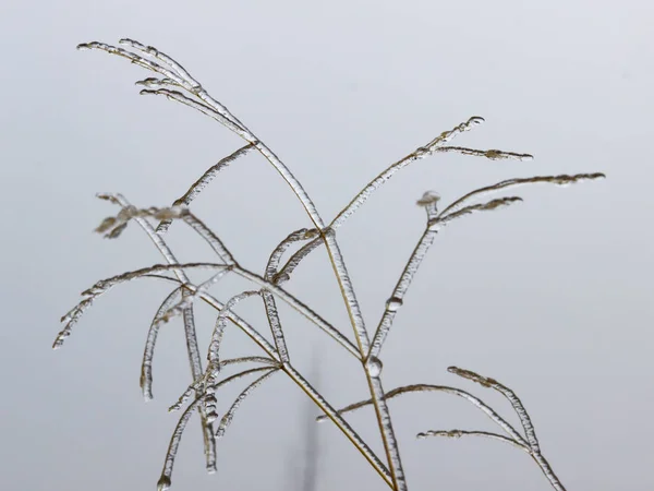 잔디에 얼음 — 스톡 사진