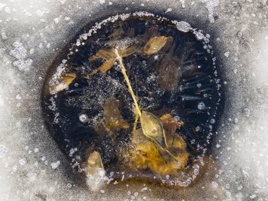 buzun içinde donmuş yaprak