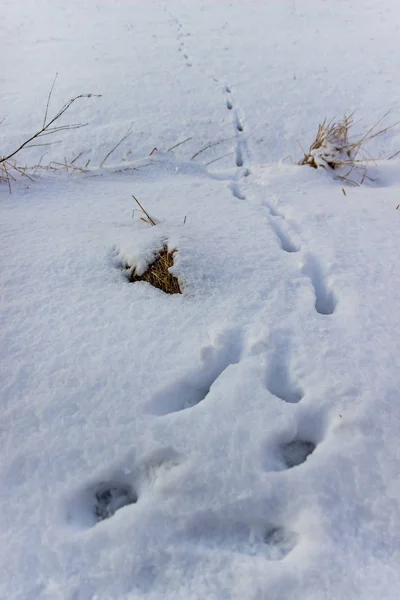 Huellas de animales en la nieve —  Fotos de Stock