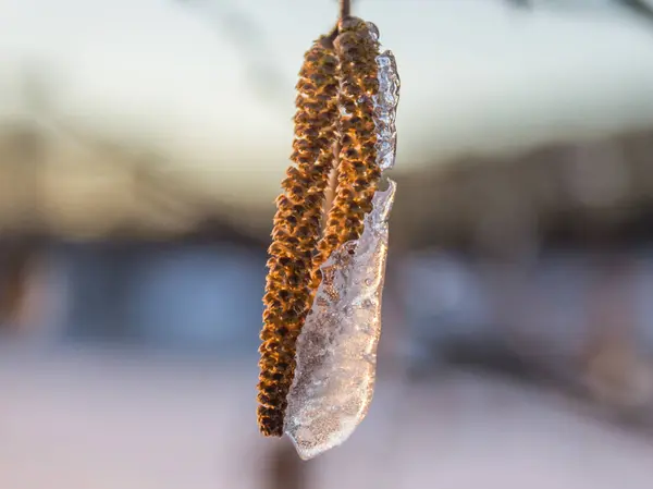 Πάγου κάλυψε φουντουκιά catkins — Φωτογραφία Αρχείου