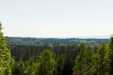 Puslu orman manzaralı