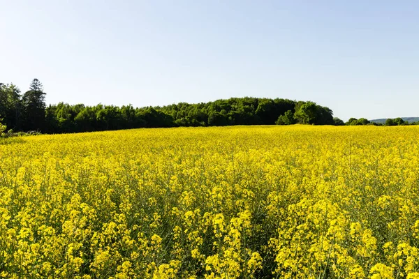 Campo de colza amarelo — Fotografia de Stock