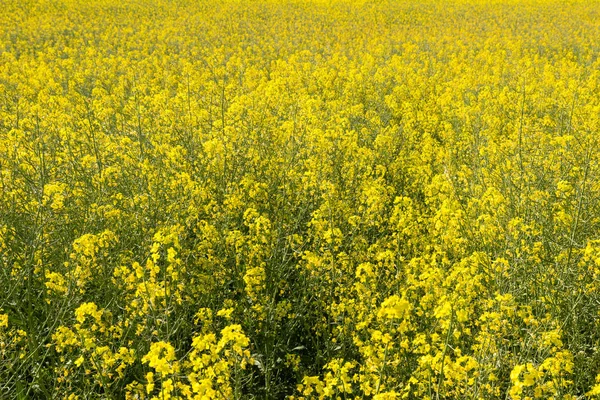 Primer plano del campo de colza — Foto de Stock