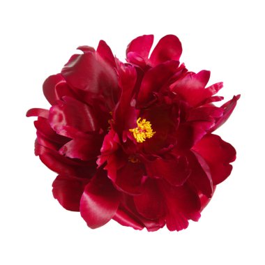 Şakayık burgundy dostum yalıtılmış üzerinde beyaz arka plan