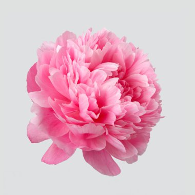 Beyaz arkaplanda izole edilmiş pembe şakayık çiçekleri