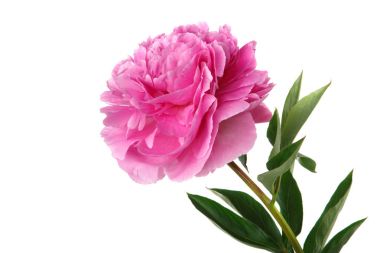 Beyaz arkaplanda izole edilmiş pembe şakayık çiçekleri