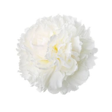 Beyaz arka plan üzerinde izole hassas beyaz Şakayık