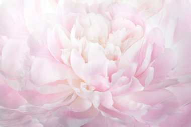 yumuşak pembe Şakayık, çiçek arka plan görünümünü kapat 