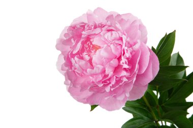 Beyaz arkaplanda izole edilmiş pembe şakayık çiçekleri