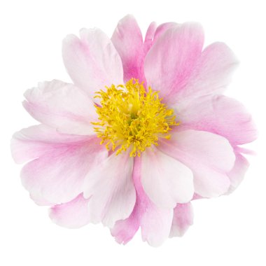 Pembe Şakayık çiçeği ile sarı orta, beyaz bir arka plan üzerinde izole