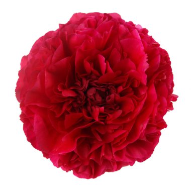 Şakayık burgundy dostum yalıtılmış üzerinde beyaz arka plan