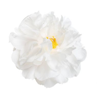 Beyaz Şakayık çiçeği beyaz arka plan üzerinde izole sarı stamens ile.