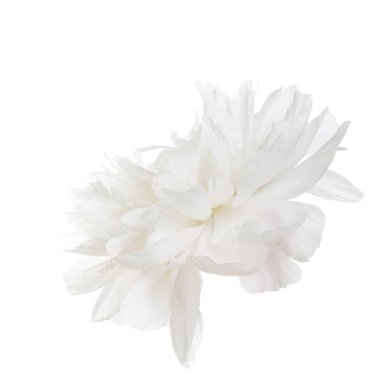 Beyaz Şakayık çiçeği beyaz zemin üzerine izole.