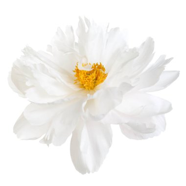 Beyaz Şakayık çiçeği beyaz arka plan üzerinde izole sarı stamens ile.