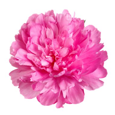 Beyaz arkaplanda izole edilmiş pembe şakayık çiçekleri