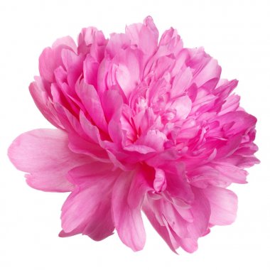 Beyaz arkaplanda izole edilmiş pembe şakayık çiçekleri