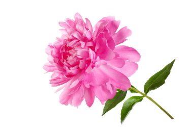 Beyaz arkaplanda izole edilmiş pembe şakayık çiçekleri