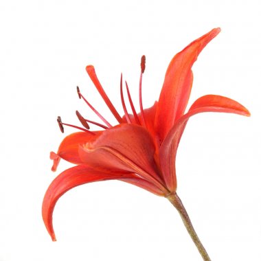 Beyaz arkaplanda izole edilmiş kırmızı zambak çiçeği