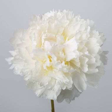 Gri arka plan üzerinde beyaz Şakayık çiçeği