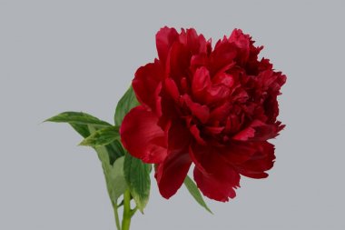 Bordo Şakayık çiçeği gri arka plan üzerinde