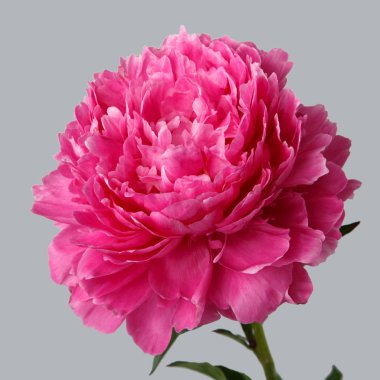 Şakayık gri arka plan üzerinde pembe, yakın çekim